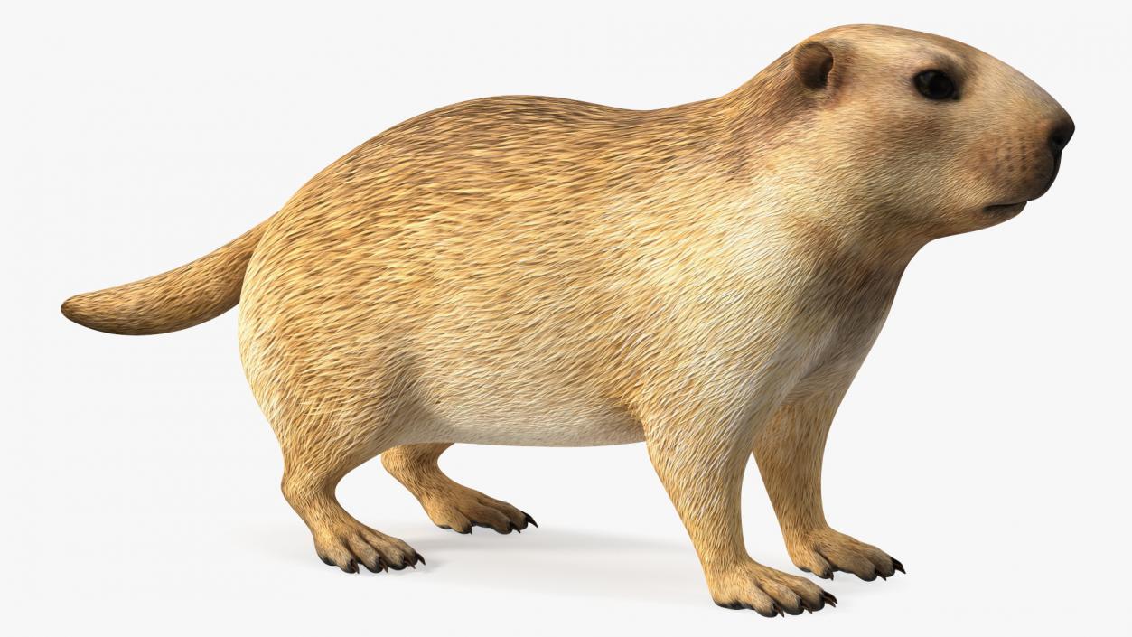 Marmot Rigged for Cinema 4D 3D