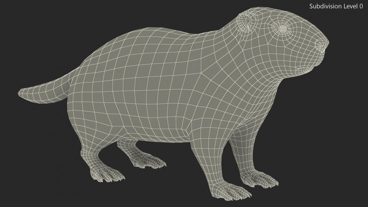 Marmot Rigged for Cinema 4D 3D