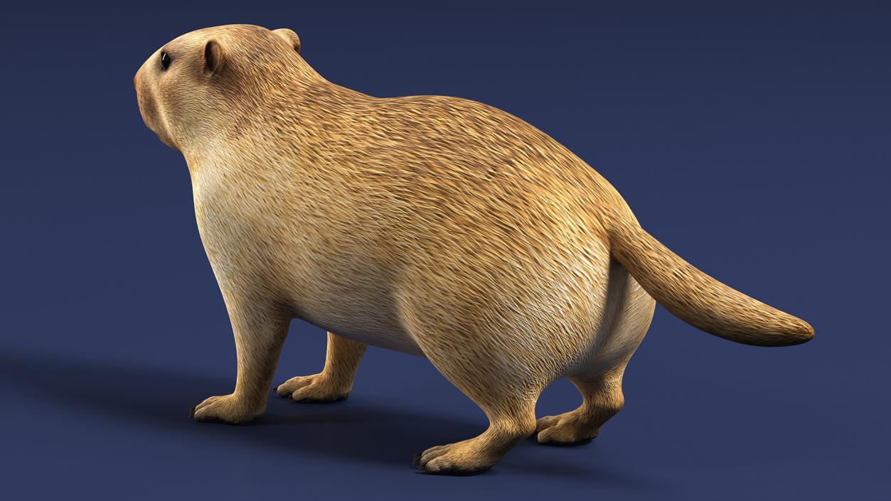 Marmot Rigged for Cinema 4D 3D