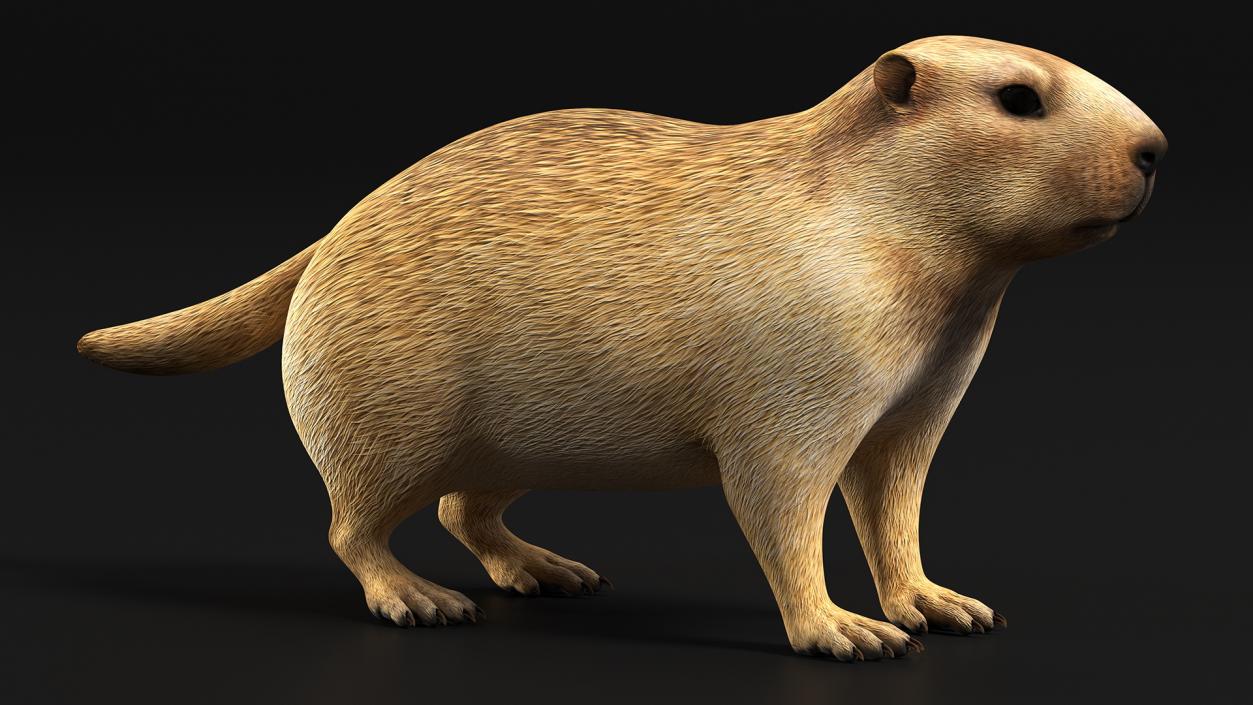 Marmot Rigged for Cinema 4D 3D