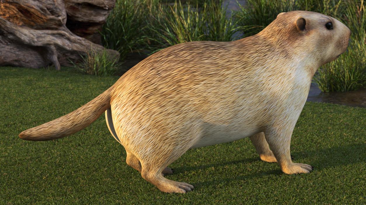 Marmot Rigged for Cinema 4D 3D