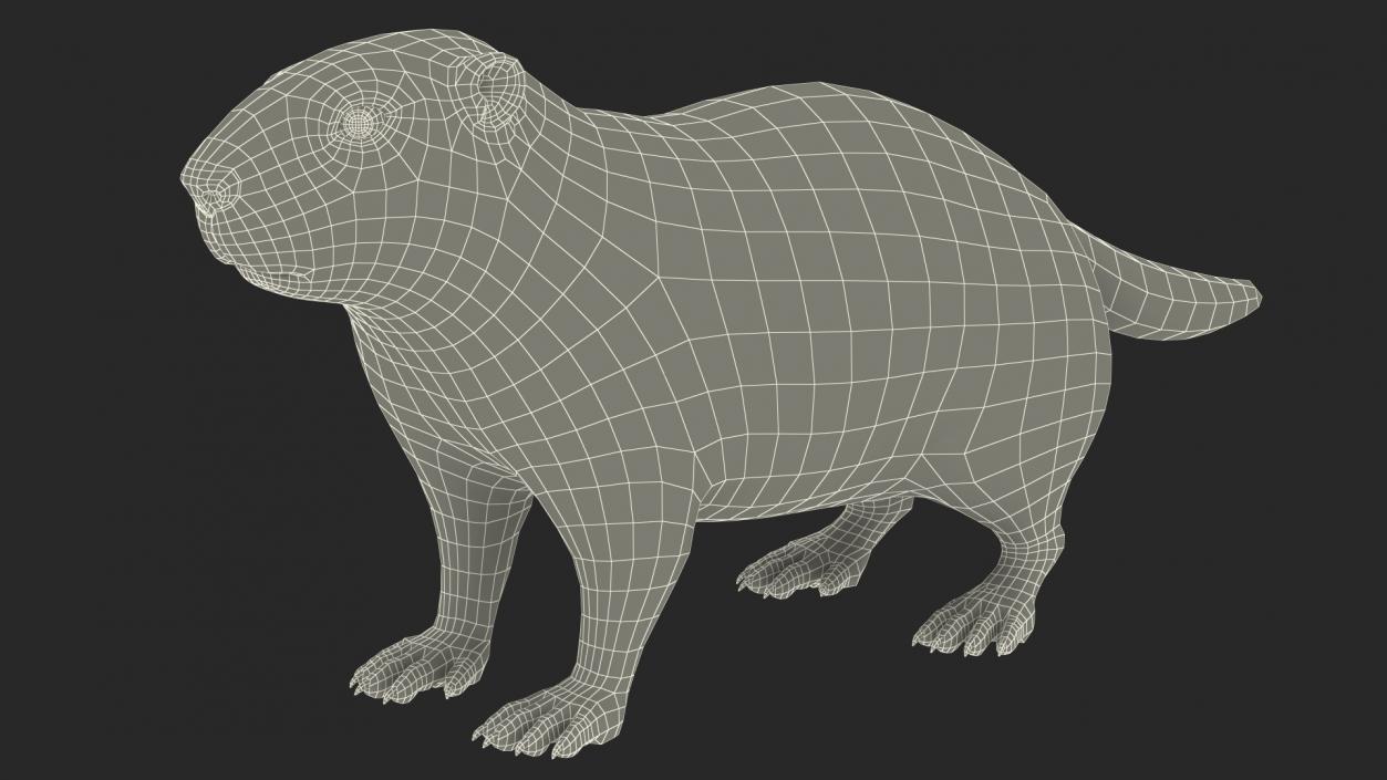 Marmot Rigged for Cinema 4D 3D