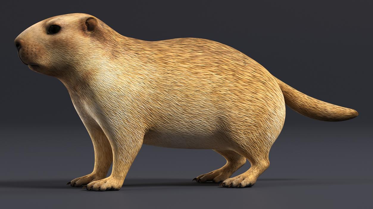 Marmot Rigged for Cinema 4D 3D