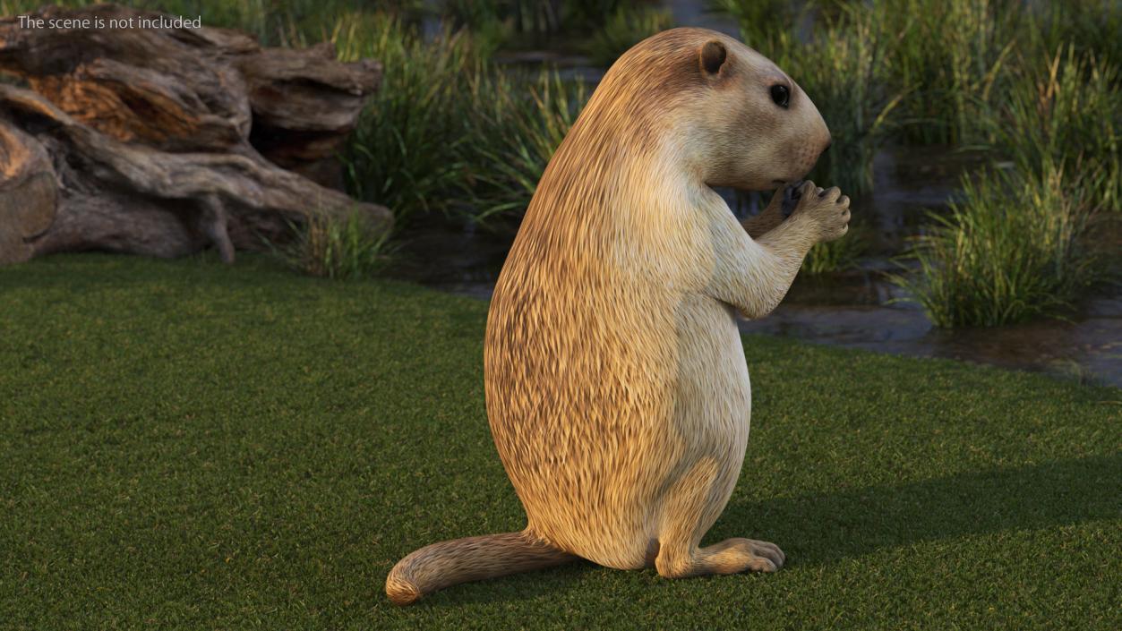 Marmot Rigged for Cinema 4D 3D