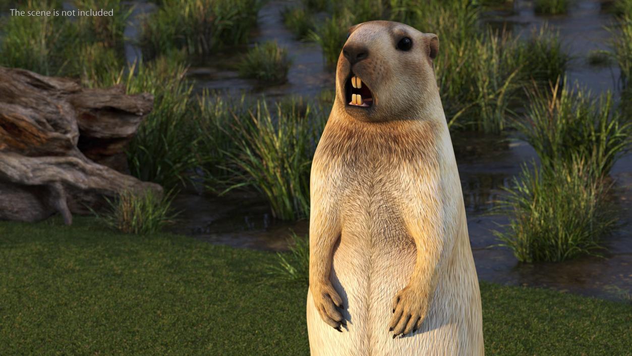 Marmot Rigged for Cinema 4D 3D