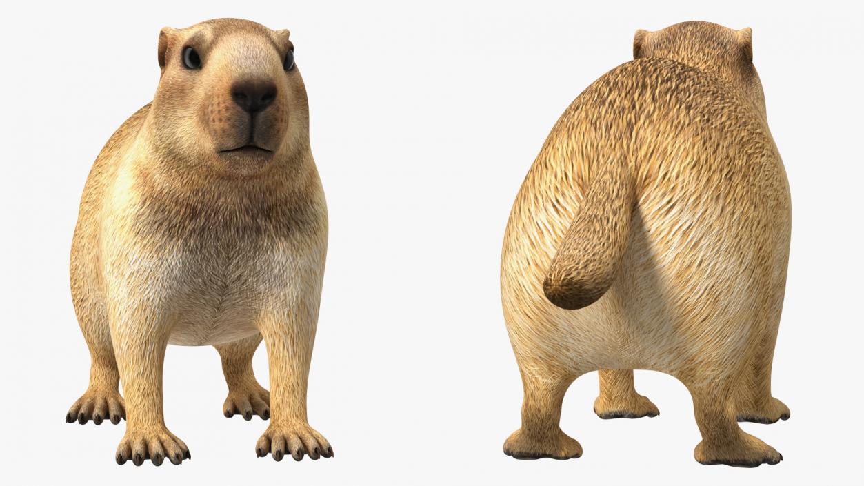 Marmot Rigged for Cinema 4D 3D