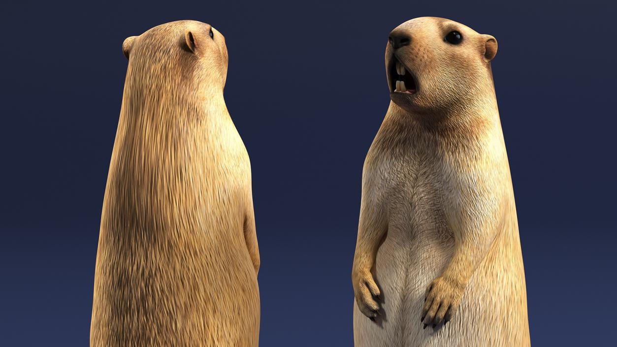 Marmot Rigged for Cinema 4D 3D