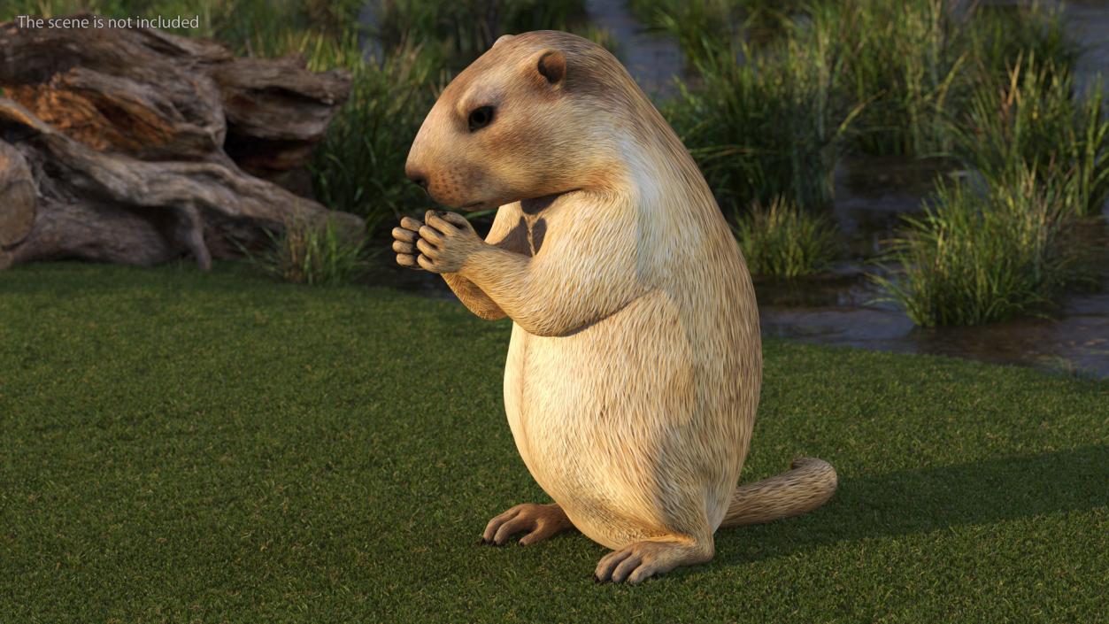 Marmot Rigged for Cinema 4D 3D