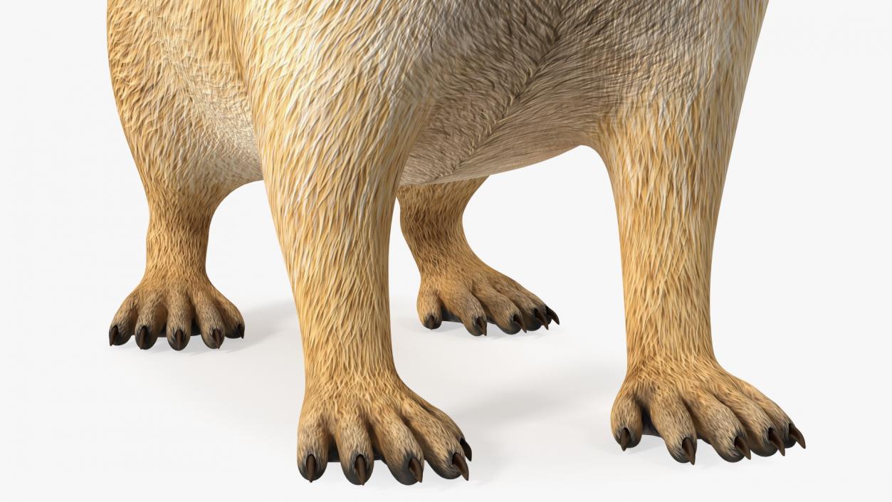 Marmot Rigged for Cinema 4D 3D