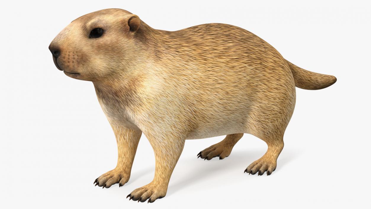 Marmot Rigged for Cinema 4D 3D