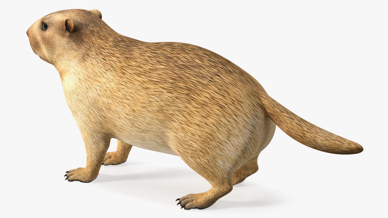 Marmot Rigged for Cinema 4D 3D