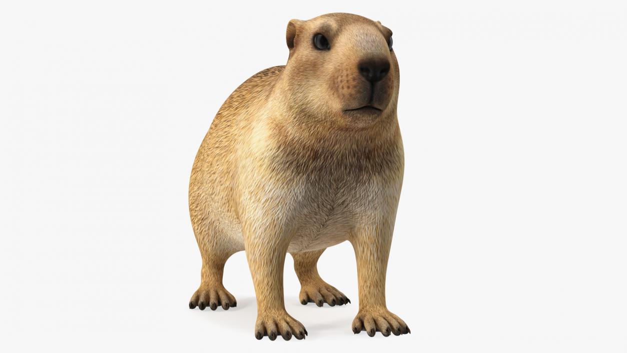 Marmot Rigged for Cinema 4D 3D