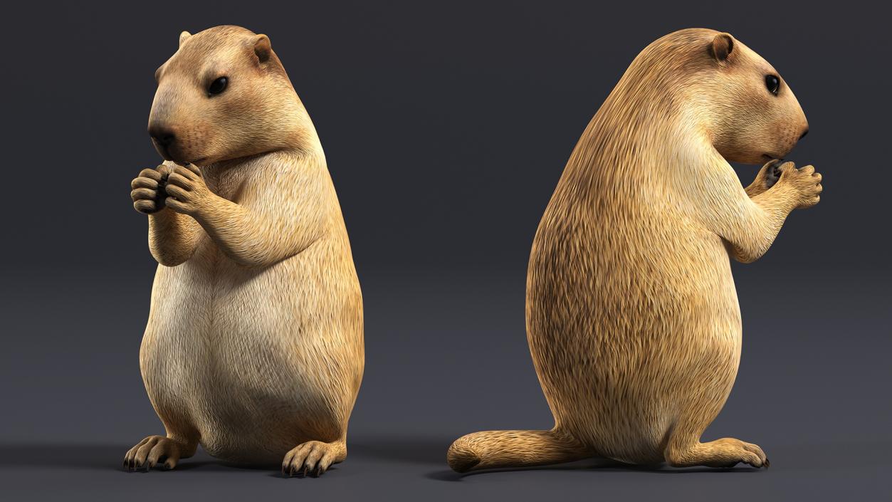 Marmot Rigged for Cinema 4D 3D