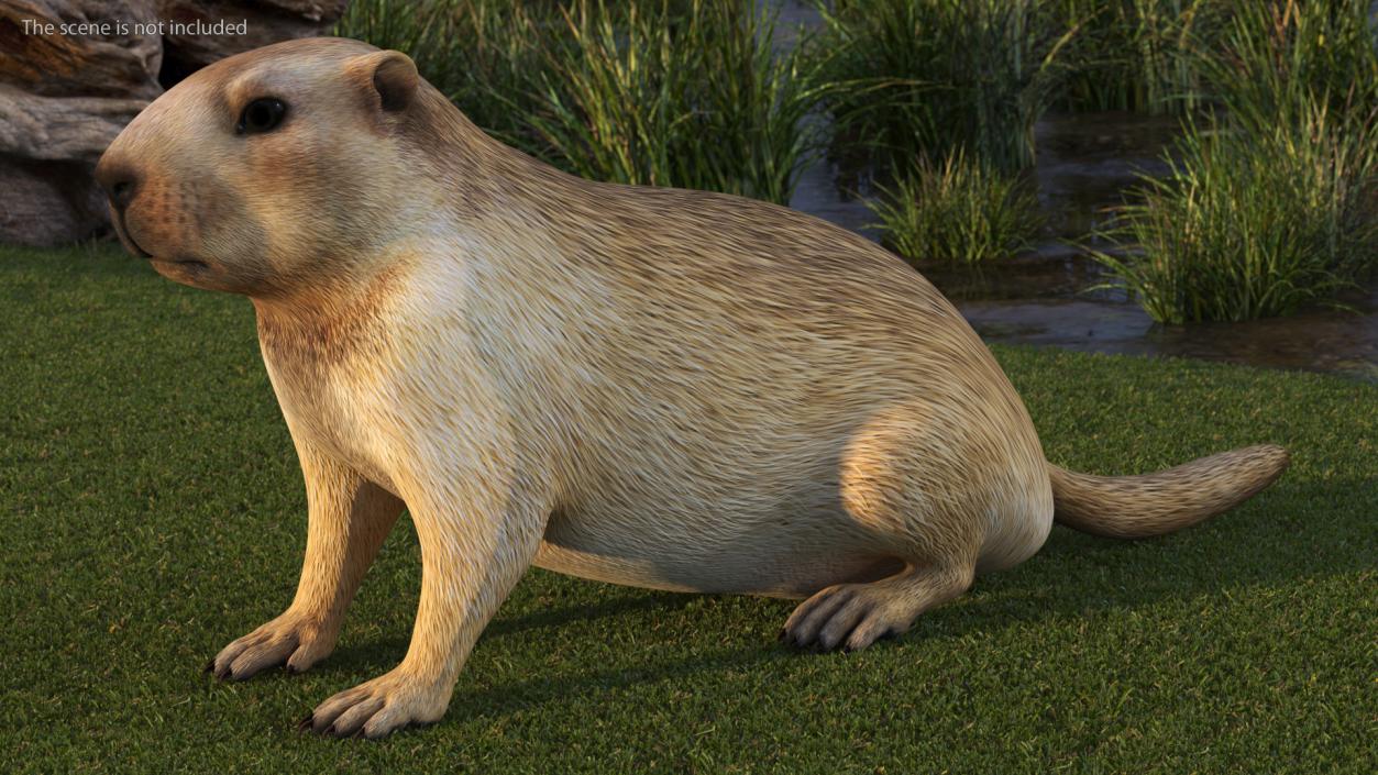 Marmot Rigged for Cinema 4D 3D