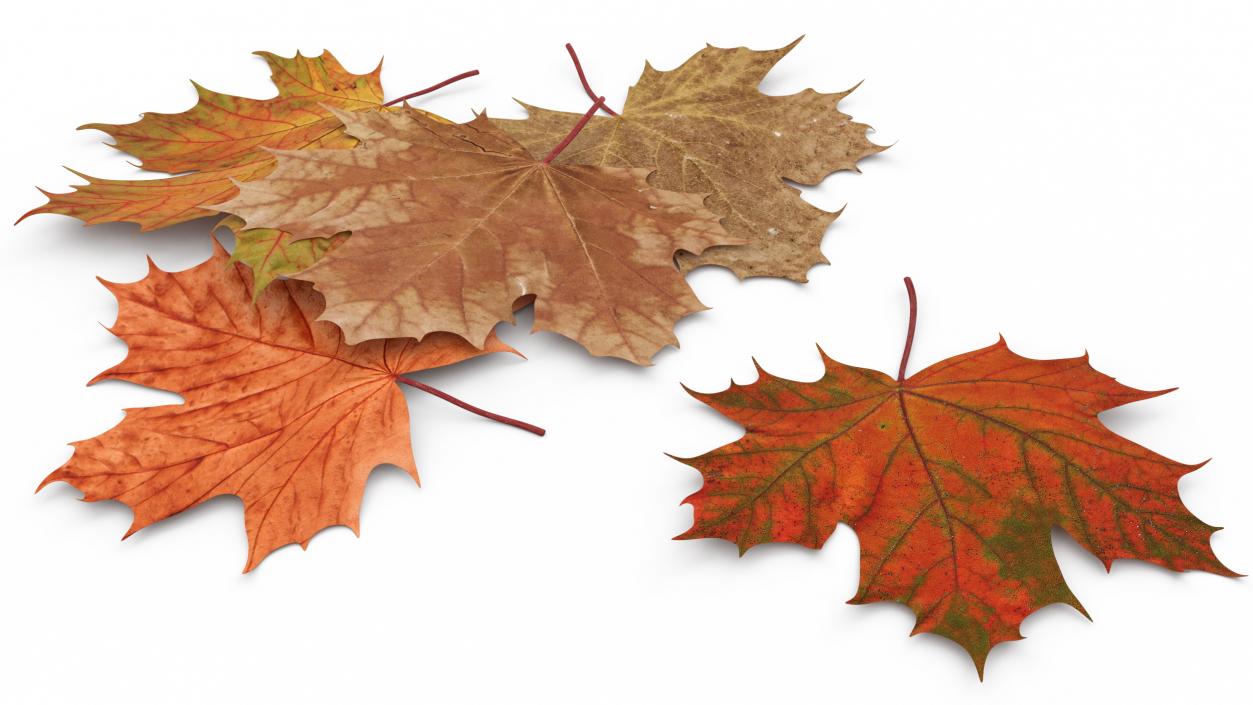 Maple Autumn Fall Leaves 3D model