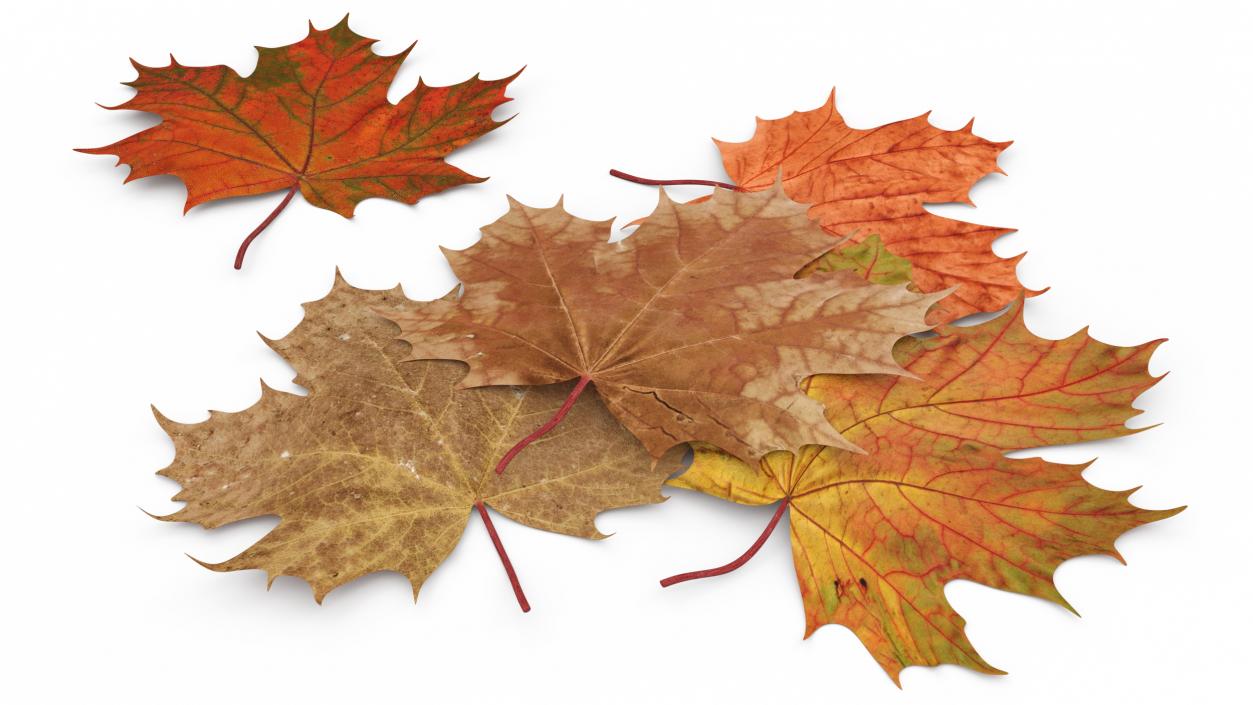 Maple Autumn Fall Leaves 3D model