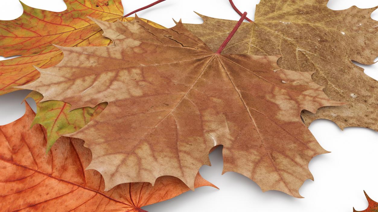 Maple Autumn Fall Leaves 3D model