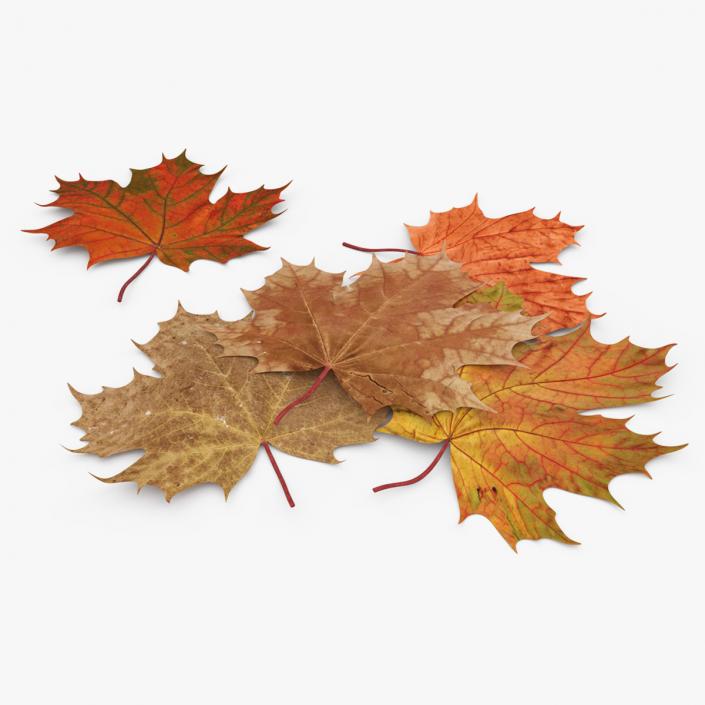 Maple Autumn Fall Leaves 3D model