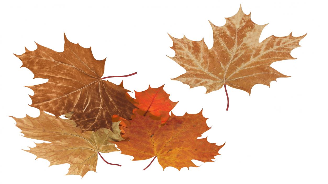 Maple Autumn Fall Leaves 3D model