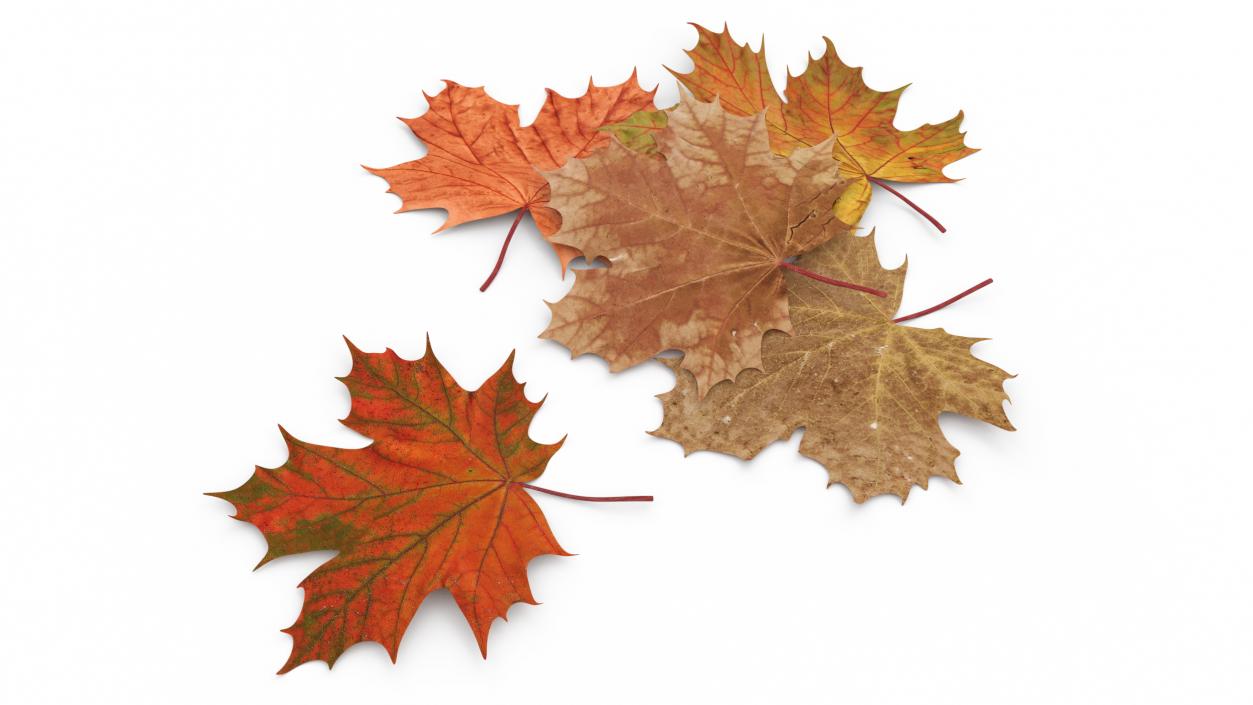 Maple Autumn Fall Leaves 3D model