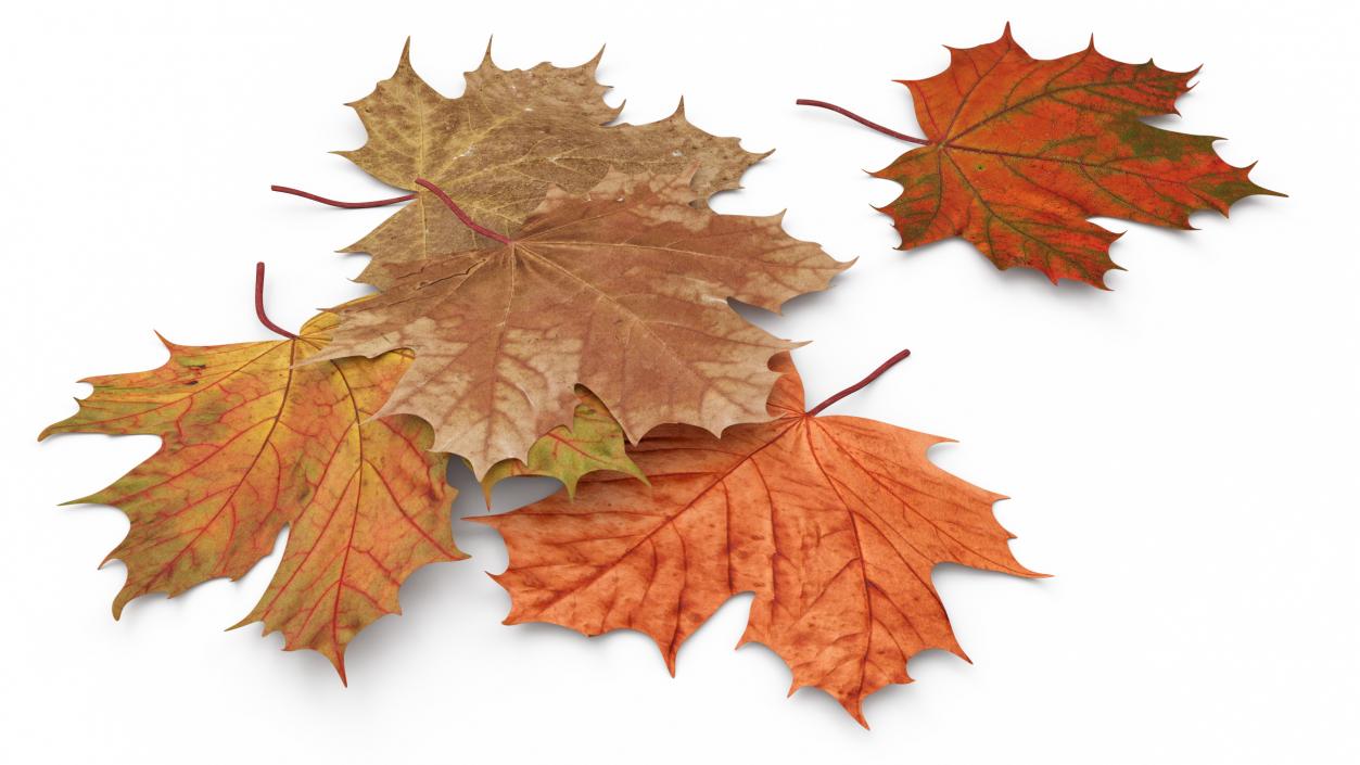 Maple Autumn Fall Leaves 3D model