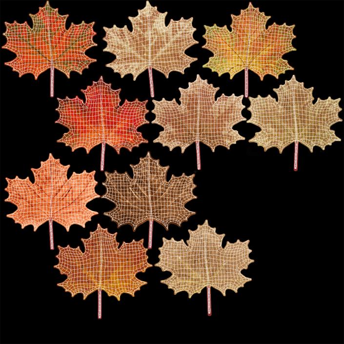 Maple Autumn Fall Leaves 3D model