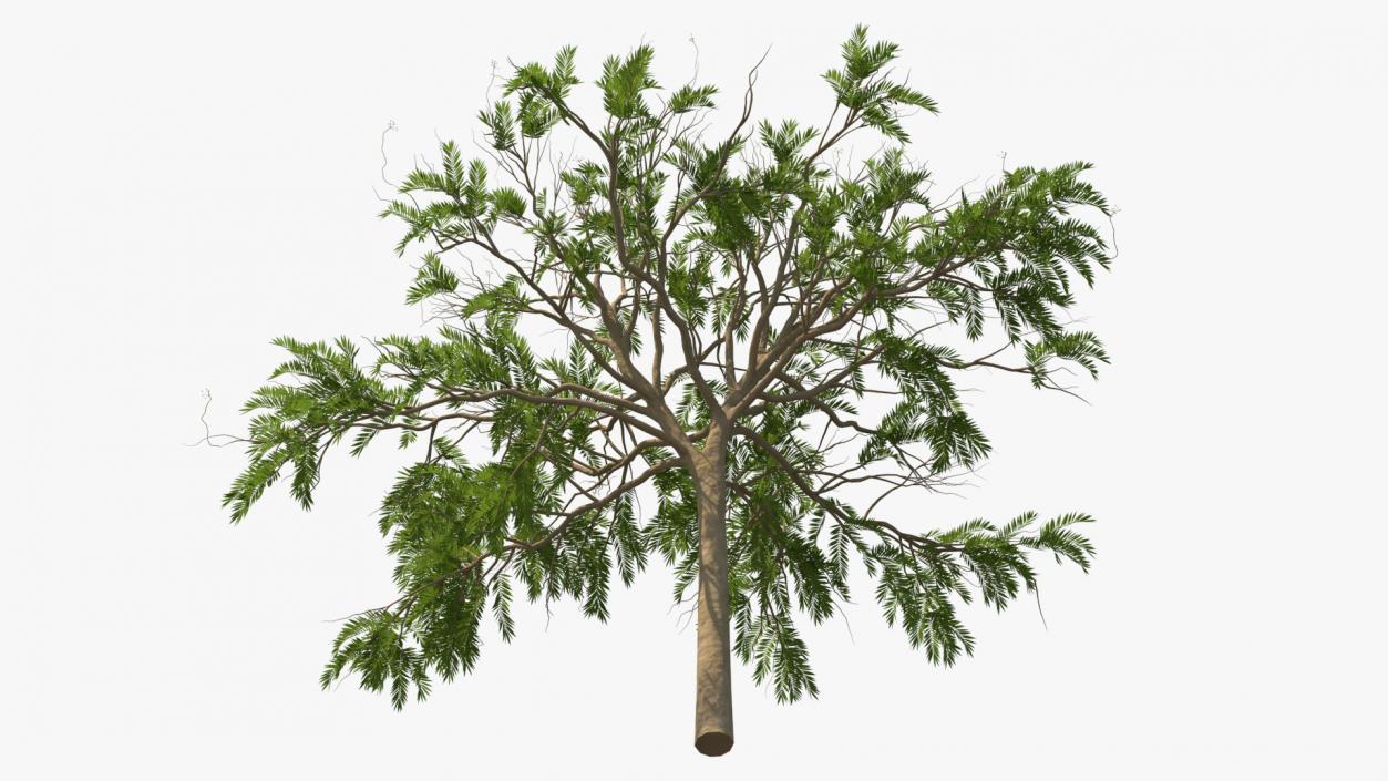 3D model Poinciana Small Tree