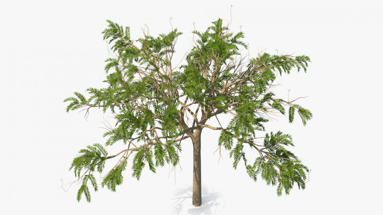 3D model Poinciana Small Tree