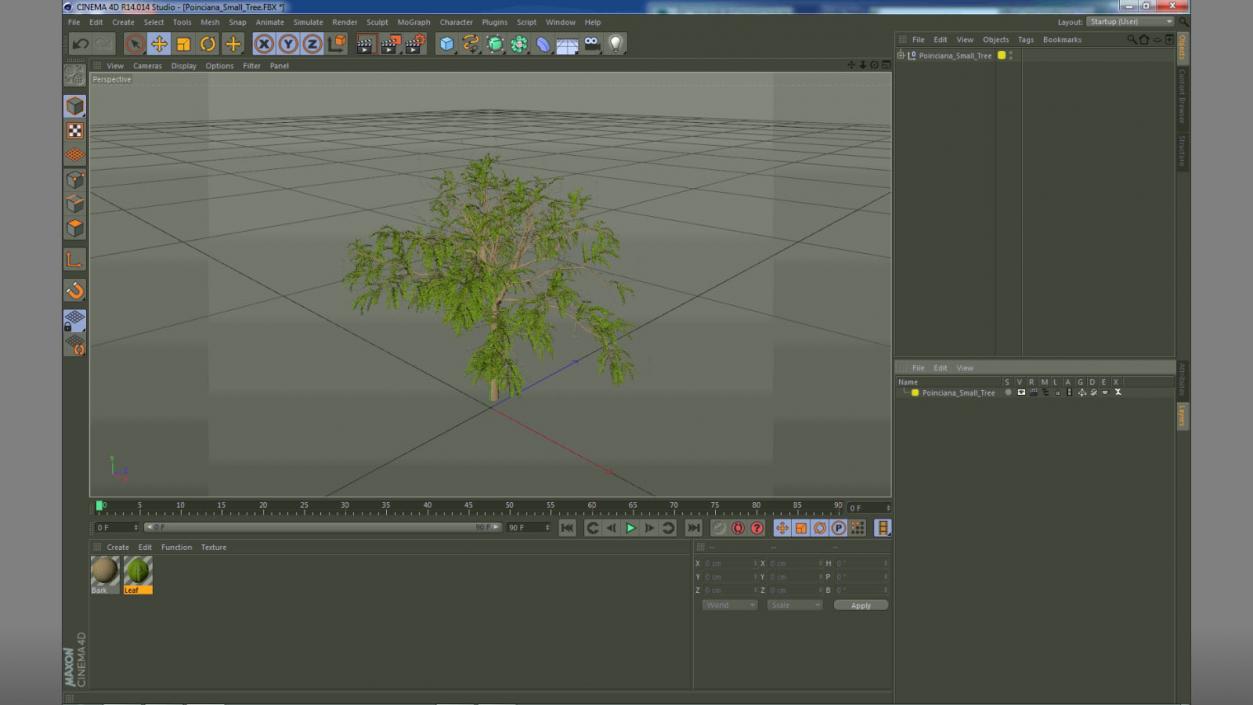 3D model Poinciana Small Tree