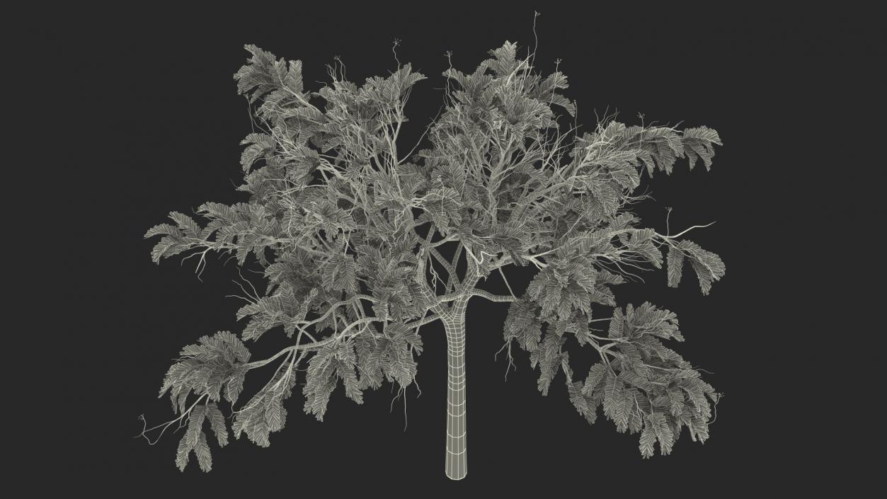 3D model Poinciana Small Tree