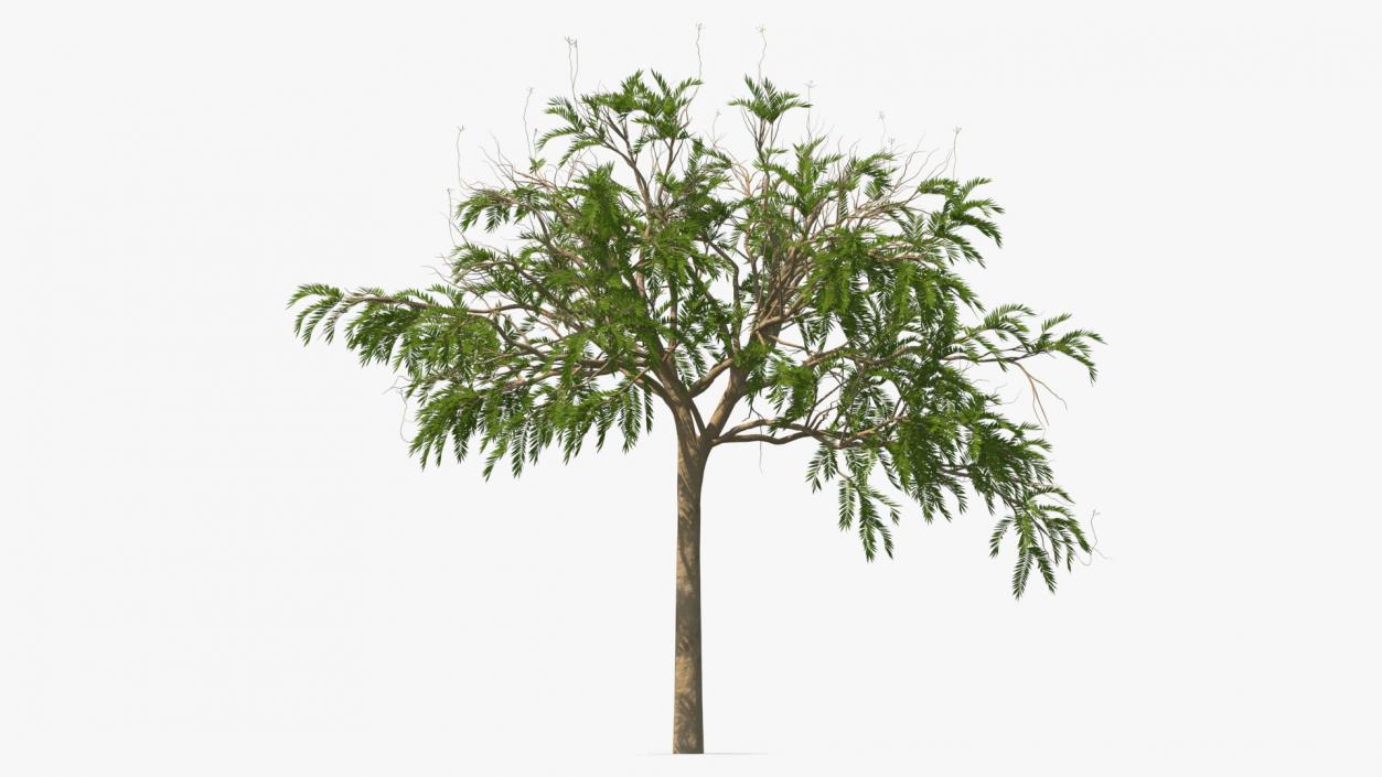 3D model Poinciana Small Tree