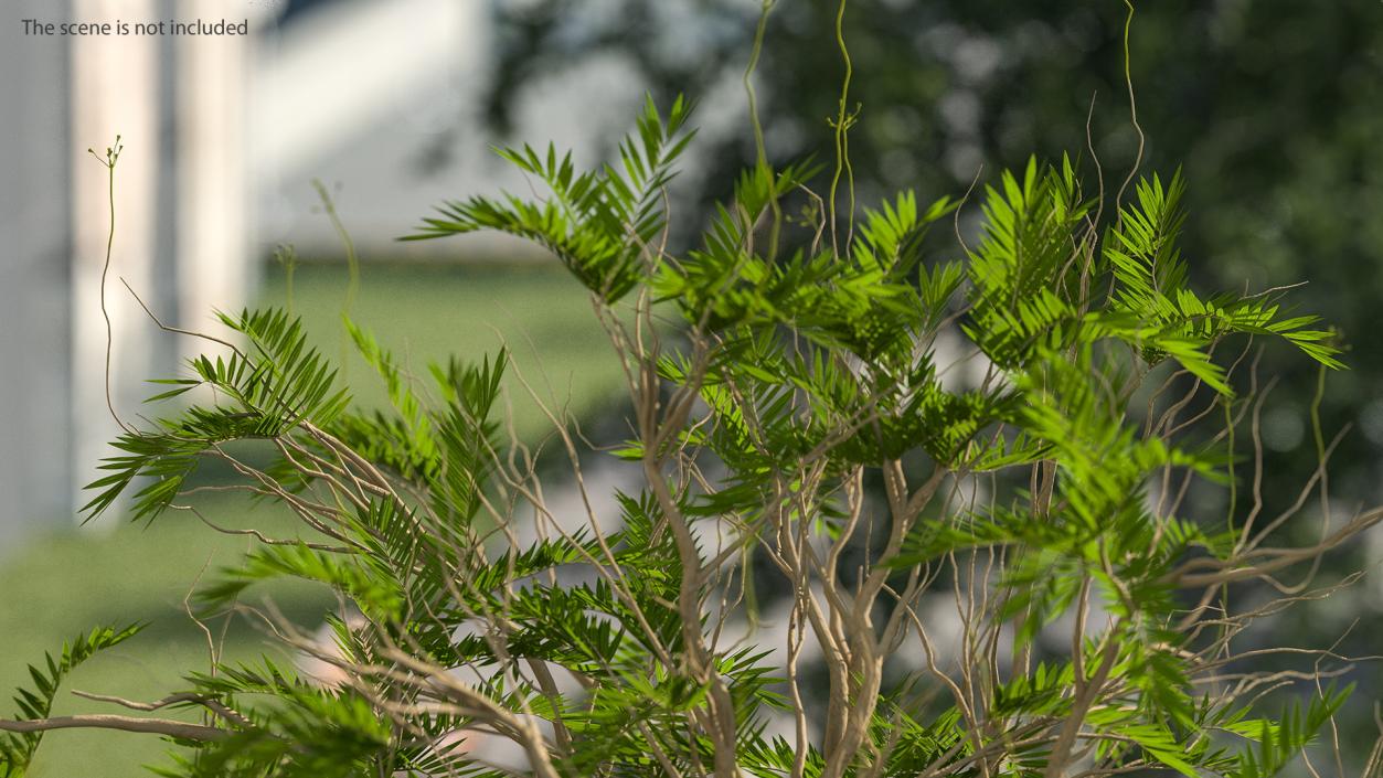 3D model Poinciana Small Tree