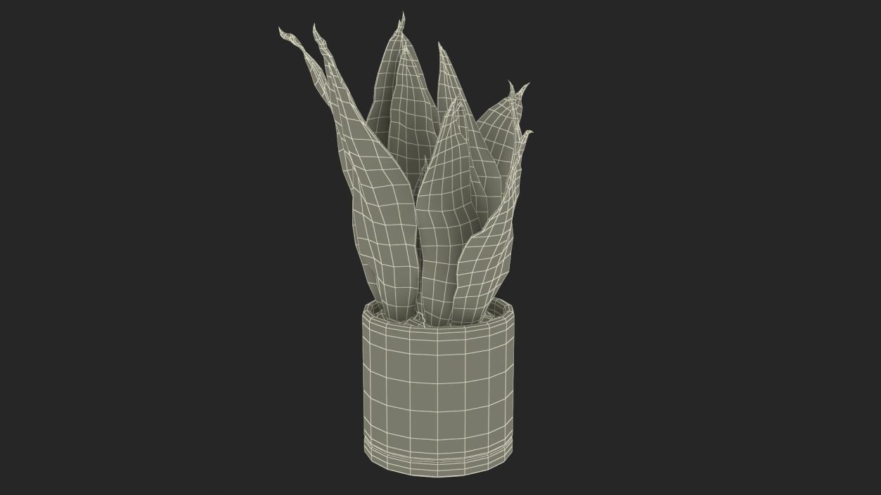 Mother in Laws Tongue Plant 3D