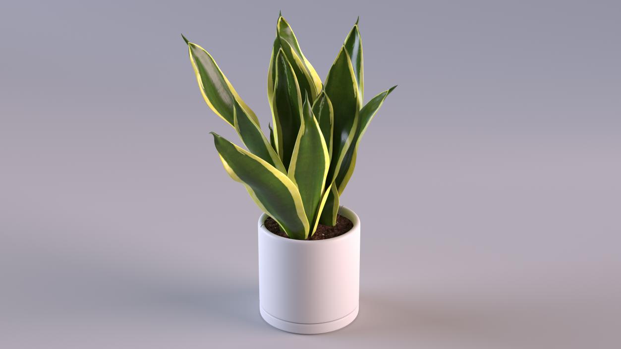 Mother in Laws Tongue Plant 3D