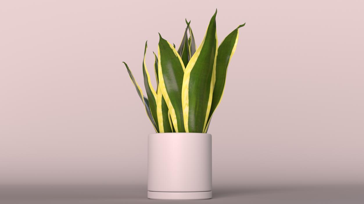 Mother in Laws Tongue Plant 3D