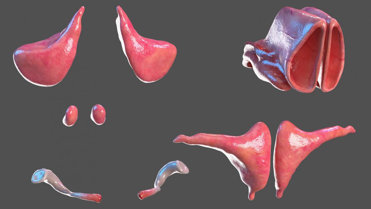 3D Male Respiratory System model