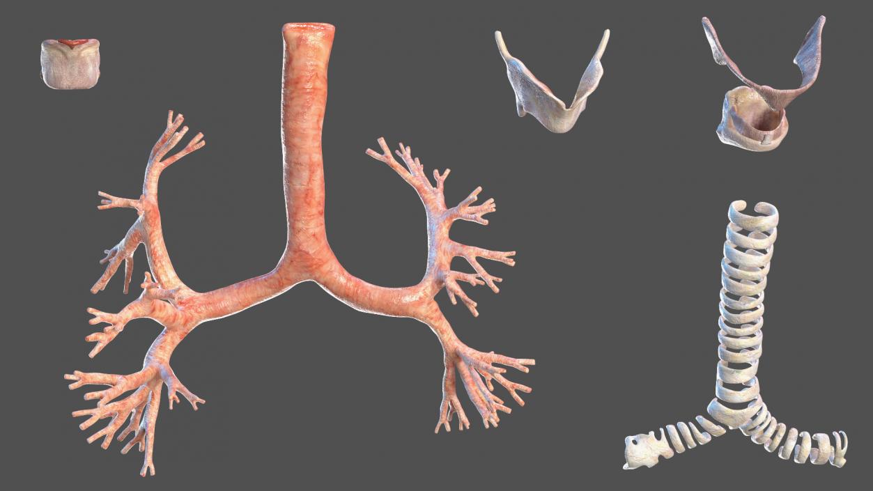 3D Male Respiratory System model