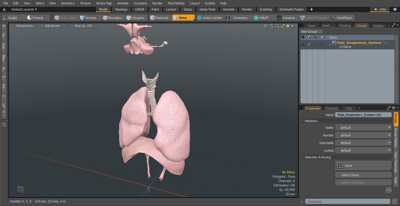 3D Male Respiratory System model