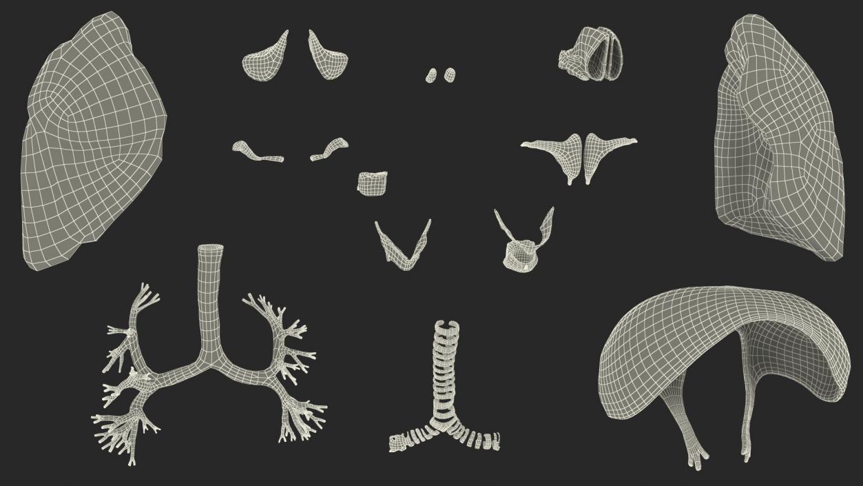 3D Male Respiratory System model