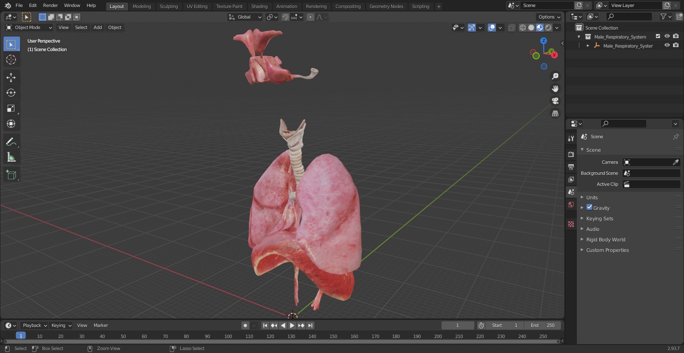 3D Male Respiratory System model