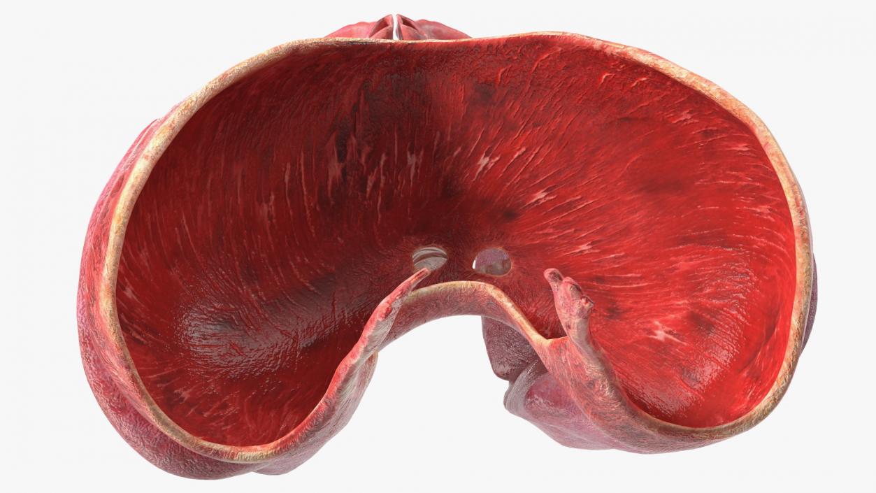 3D Male Respiratory System model