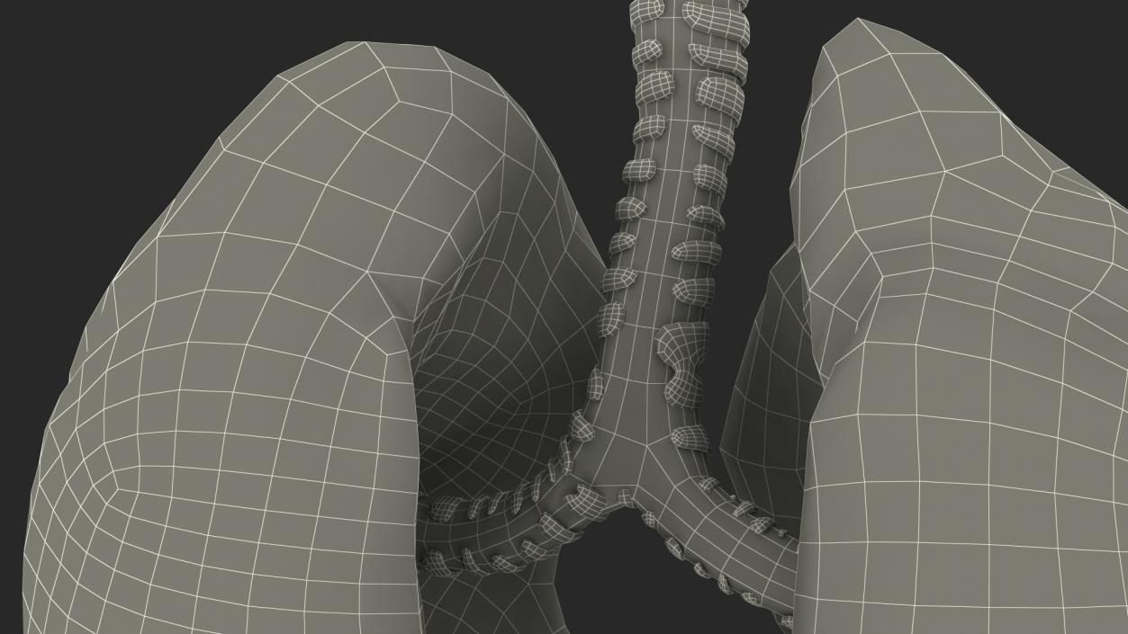 3D Male Respiratory System model