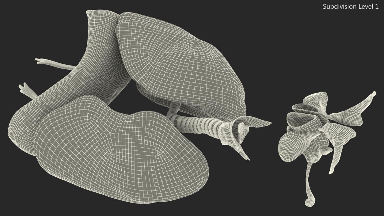 3D Male Respiratory System model