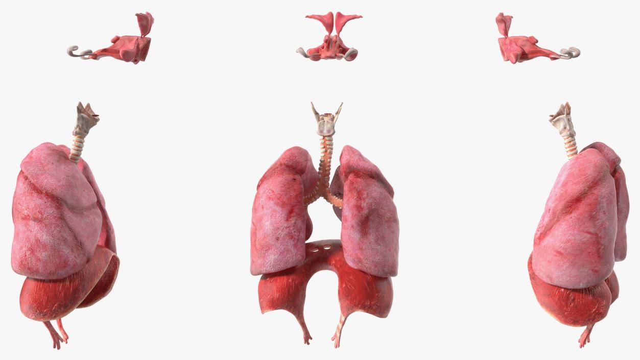 3D Male Respiratory System model