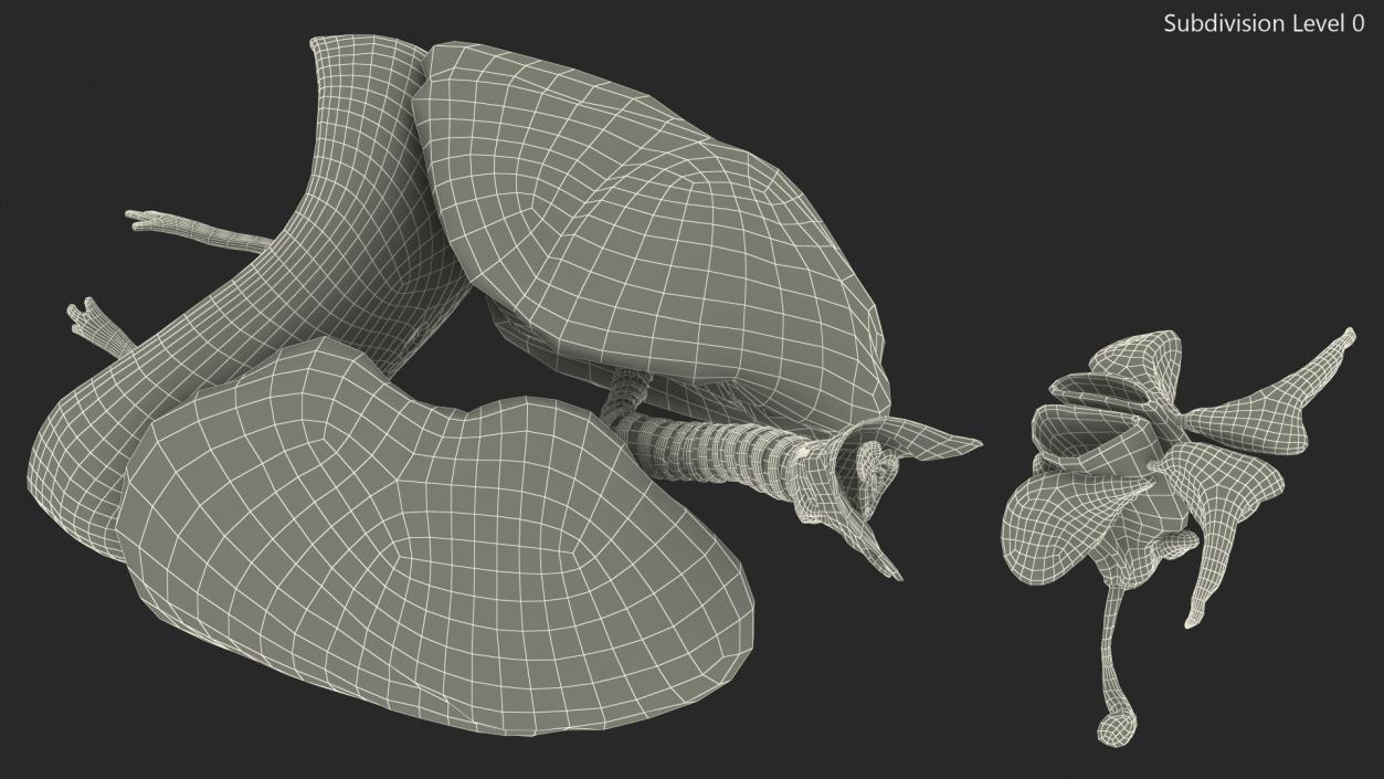 3D Male Respiratory System model