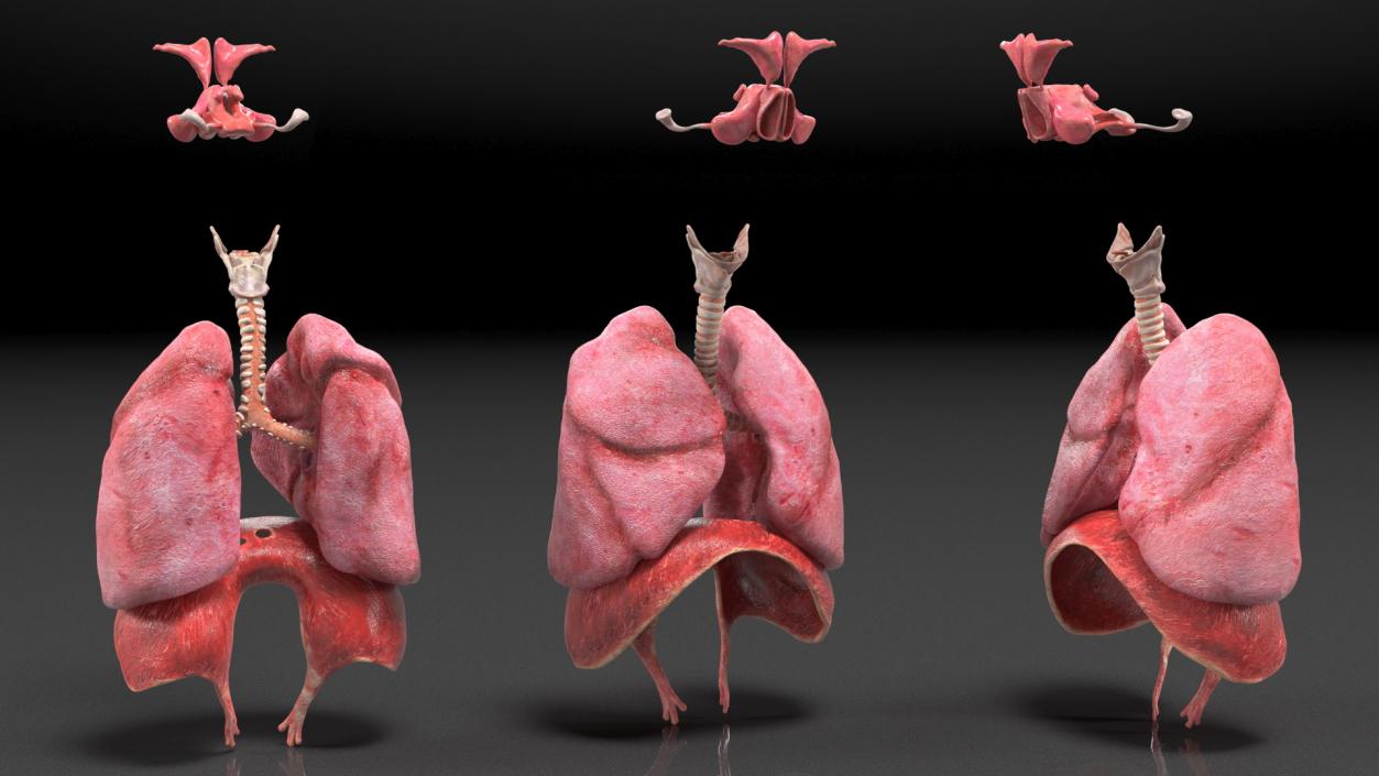 3D Male Respiratory System model