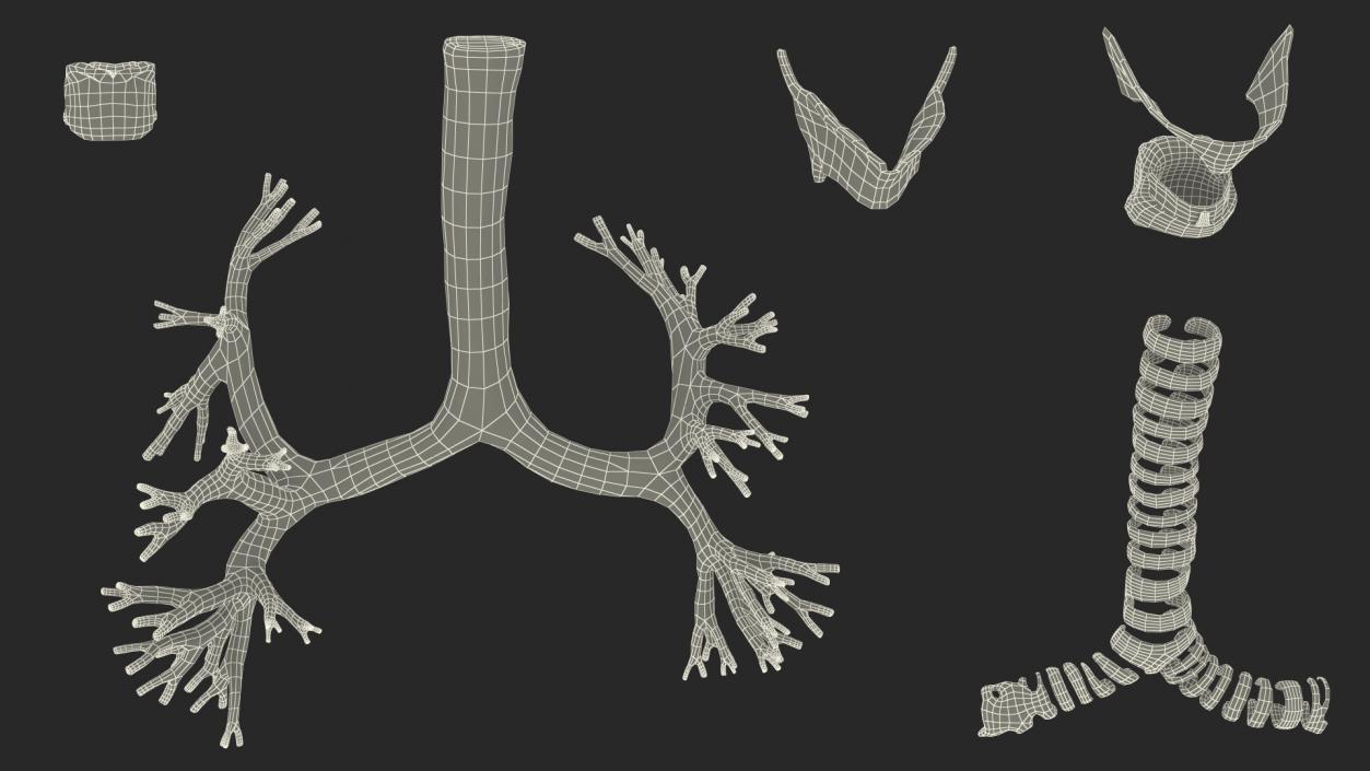 3D Male Respiratory System model