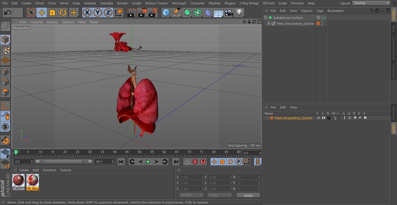 3D Male Respiratory System model