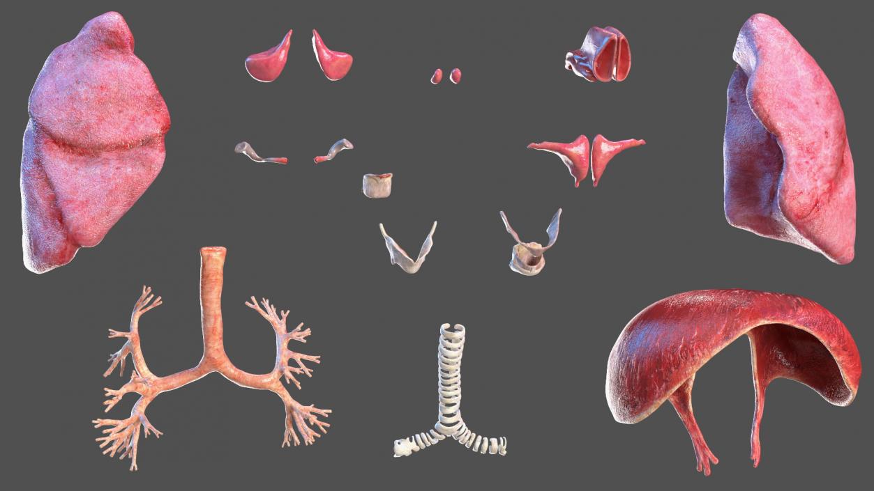 3D Male Respiratory System model