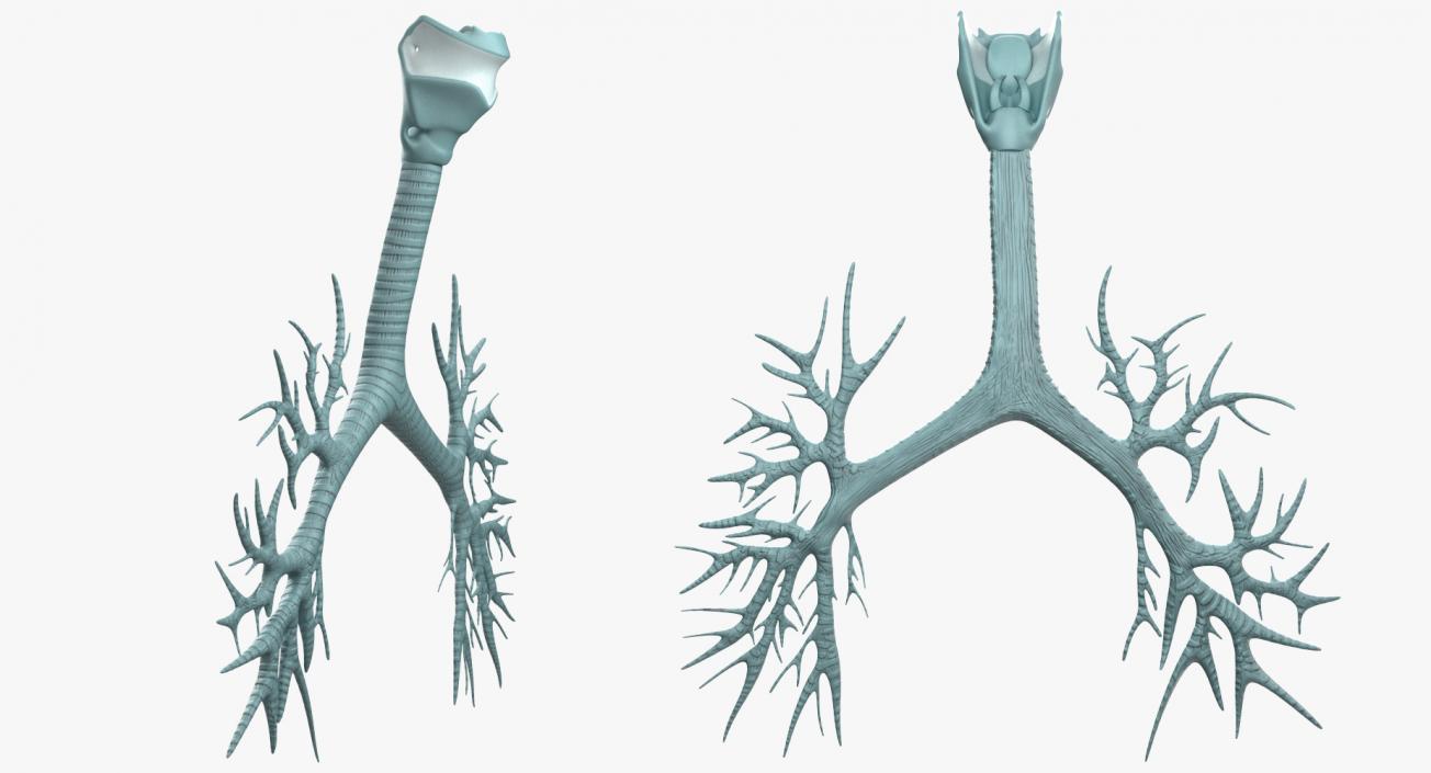 Trachea Anatomical Model 3D model